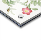 Pink alpine rose Acrylic print