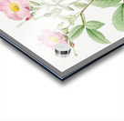 Pink alpine roses Acrylic print