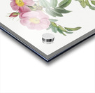 Rosa lucida rose Acrylic print