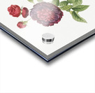 One hundred leaved rose Acrylic print