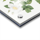 Blooming white roses Acrylic print