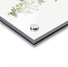 White burnet roses Acrylic print