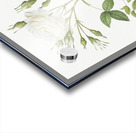 Vintage thornless Burnet rose Acrylic print