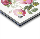 Rose of love in bloom Acrylic print