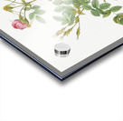 Burgundy cabbage rose in bloom Acrylic print