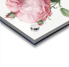 Burgundy cabbage rose in bloom Acrylic print