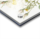 White rose of york Acrylic print