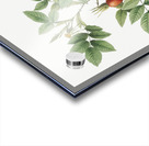 Mountain rose in bloom Acrylic print