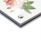 Pink french rosebush Acrylic print