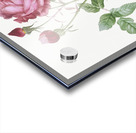 Blooming pink cabbage rose Acrylic print