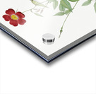 Blooming red rosebush Acrylic print