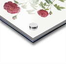 Burgundy cabbage rose in bloom Acrylic print