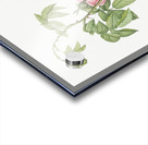 Pink apple rose in bloom Acrylic print