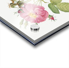 Pink roses in bloom Acrylic print