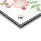 Vintage Rosa glauca rose Acrylic print