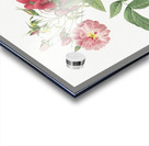 Hudson rose in bloom Acrylic print