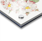 White damask rose Acrylic print