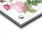 Pink bourbon roses Acrylic print