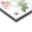 Pink apple rose Acrylic print