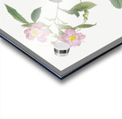 Pink alpine roses Acrylic print