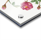 Anemone flowered rose Acrylic print