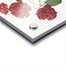 Anemone flowered rose Acrylic print