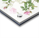 Pink flowering rosebush Acrylic print