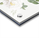 Blooming white rose Acrylic print