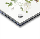 Hispid rose in bloom Acrylic print