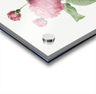 Agatha rose in bloom Acrylic print