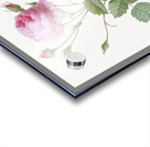 Pink provence rose Acrylic print