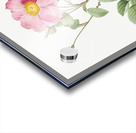 Vintage cabbage rose poster Acrylic print