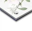 Blooming autumn damask rose Acrylic print