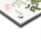 Blooming pink rosebush Impression Acrylique