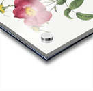 Stapelia rose in bloom Acrylic print