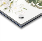 Blooming musk roses Acrylic print