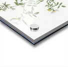 Vintage hedge rose Acrylic print