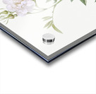 White rose of york in bloom Acrylic print