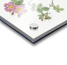 Pink sweetbriar roses Acrylic print