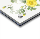 Yellow sweetbriar rose Acrylic print