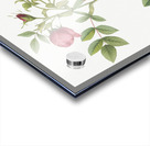 Yellow sweetbriar rose Acrylic print