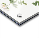 White sweetbriar rose Acrylic print