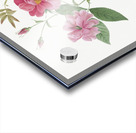 Blooming hudson rose Acrylic print