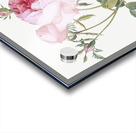 Pink cabbage rose Acrylic print