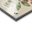 Sarah Featon 015 Acrylic print