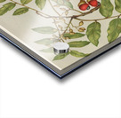 Sarah Featon 034 Acrylic print