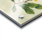 Sarah Featon 013 Acrylic print