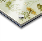 Sarah Featon 017 Acrylic print