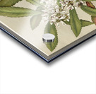 Sarah Featon 031 Acrylic print