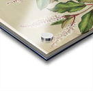 Sarah Featon 008 Acrylic print